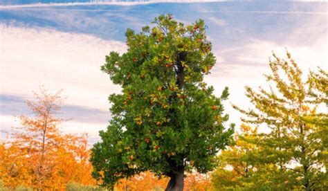 Strawberry tree: Facts, uses, how to grow and care tips