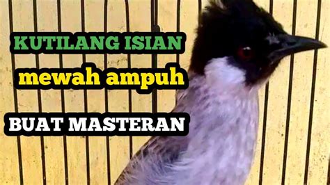 Burung kutilang gacor full isian Ampuh buat masteran kutilang - YouTube