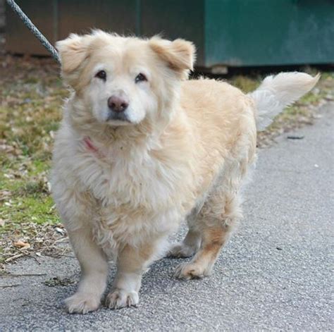 Corgipoo (Corgi X Poodle Mix) Info, Temperament, Training, Puppies ...