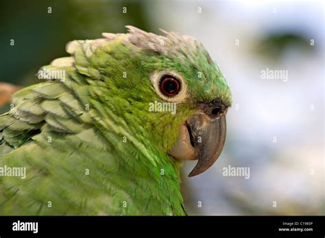 Mealy Amazon or Mealy Parrot (Amazona farinosa), adult, portrait ...