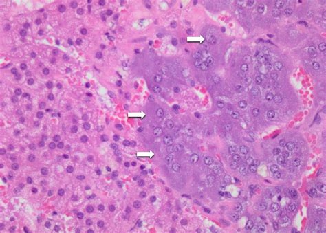 Adrenal gland – Veterinary Histology