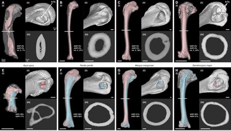 The Importance of Hollow Bones in Birds – Nature Blog Network