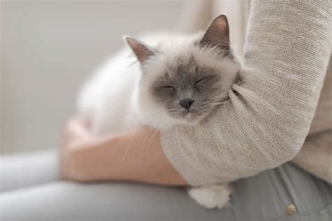 Cat Seizures: Causes and Symptoms | Great Pet Care