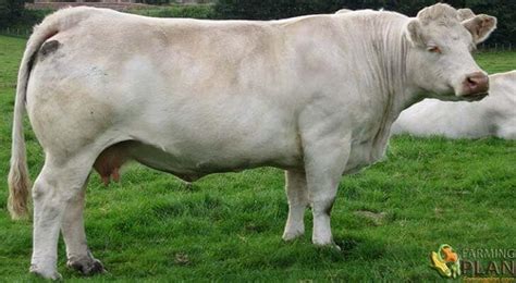 Charolais Cattle: A French Breed - Farming Plan