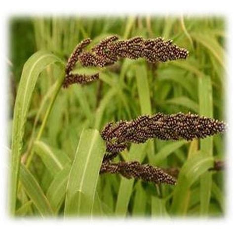 Annual Japanese Millet Seeds | Wildlife Food Plot Store in Ohio