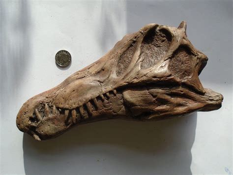 Spinosaurus - Juvenile 2 year Old Fossil Replica Skull ***First of its kind worldwide ...