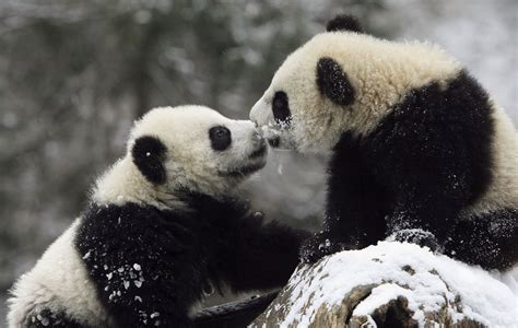 Two Giant Panda cubs kissed on a snowy rock. | Let It Snow! These Pics of Animals Playing Will ...