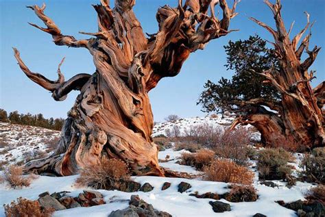 Tree of the Month- The Bristlecone Pine | Arborscapes - Richmond VA ...