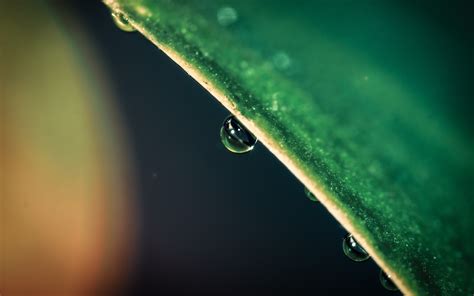 3872x2420 nature water drops leaves wallpaper - Coolwallpapers.me!