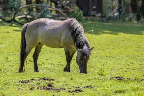 Tarpan wild horse Stock Photo by ©CreativeNature 123902876