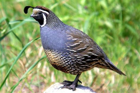 quail - Google Search | Backyard birds, Wild birds, Quail