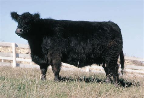 Galloway Cattle Info, Size, Lifespan, Uses, and Pictures