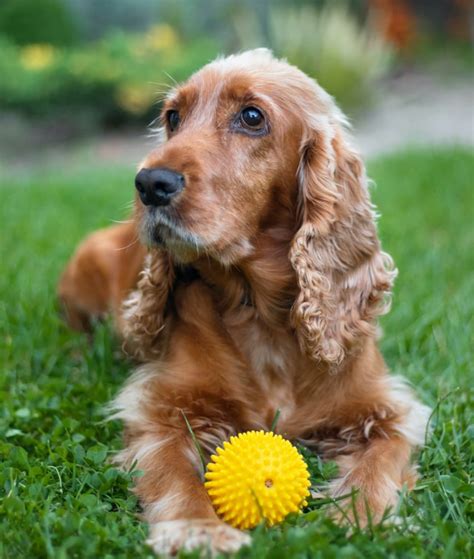 American Cocker Spaniel How Often To Groom