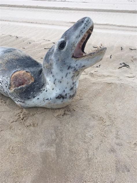 Leopard Seal Attack Shark