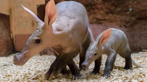 Baby aardvark is growing like a weed