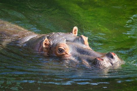 Hippo swimming stock photo. Image of body, head, aquatic - 23834394