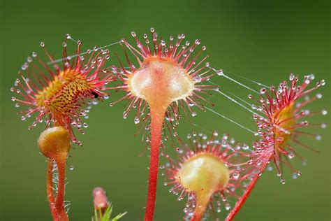 Sundew Plant: 5 Coolest Variety/Cultivars | hungryplant.com