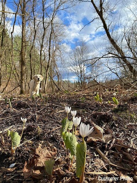 Blood Root Seeds (Sanguinaria canadensis) – Vermont Wildflower Farm