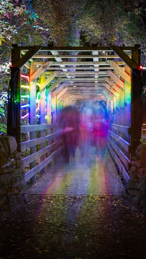 Rainbow bridge source Flickr.com | Beautiful forest, Night forest, Travel photos