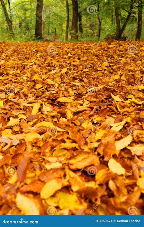 Beech leaves in autumn stock photo. Image of leaves, covering - 3950674