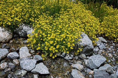 Saxifrage varieties: the most beautiful at a glance - Plantura