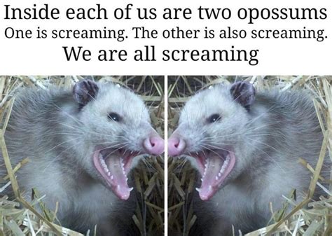 😂 Screaming! | Possum funny, Animal memes, Opossum