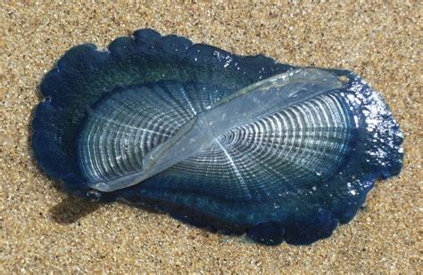 Velella is a cosmopolitan genus of free-floating hydrozoans that live on the surface of the open ...