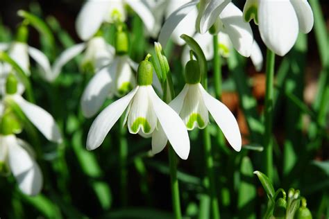 January birth flower: Carnations & Snowdrops - Growing Family