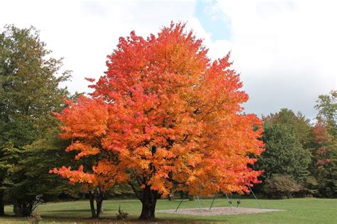 What Color Are Maple Leaves In The Fall at Bonnie Adler blog