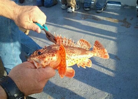 Removing Sculpin Spines - California Scorpionfish