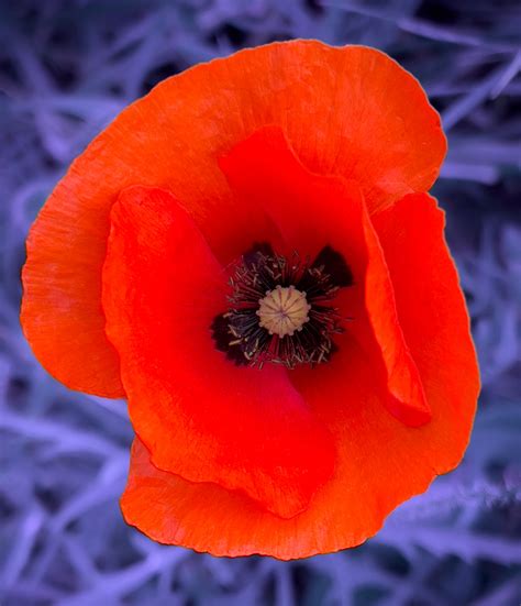 Red Poppy Flower Free Stock Photo - Public Domain Pictures