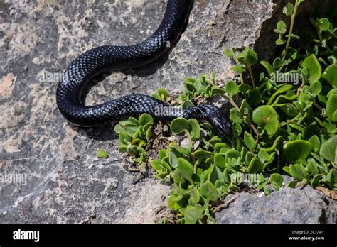 Tiger snake hi-res stock photography and images - Alamy