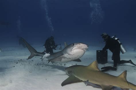 Why Do Scuba Divers Keep Flipping Sharks? » ScienceABC