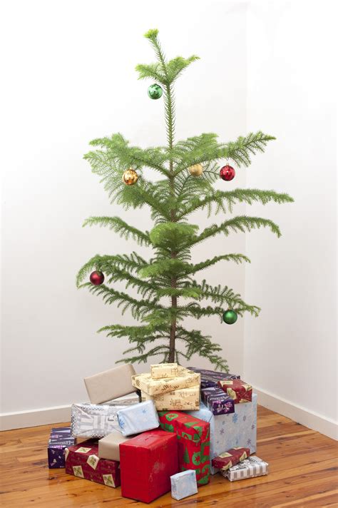 small christmas tree-8250 | Stockarch Free Stock Photo Archive