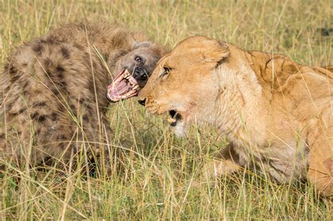 Lion vs hyena: Old rivals fight in Kenya’s wilds - Global Times