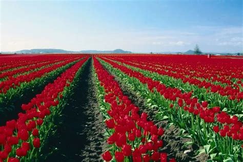 Ý nghĩa hoa tulip đỏ trong thiên nhiên