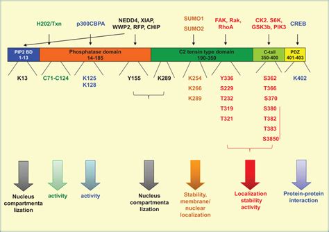 | PTeN localization and interactions with representative partners.... | Download Scientific Diagram