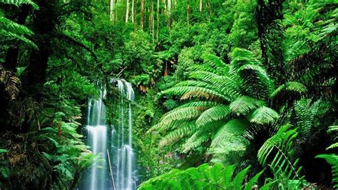 Tropical Forest, Amazon Rainforest HD wallpaper | Pxfuel