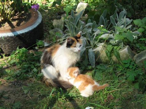 Calico Cat Genetics May Help Humans With Obesity – Guardian Liberty Voice