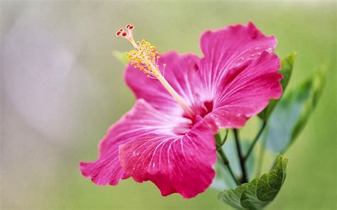 wallpaper: Pink Hibiscus Flower Wallpapers