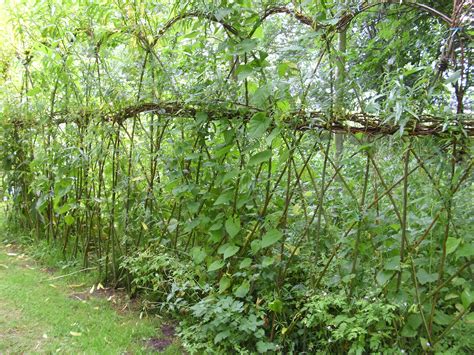 The Best Living Willow Fence Ideas References