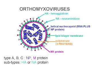 Medical Microbiology: The Influenza Hush-Bush