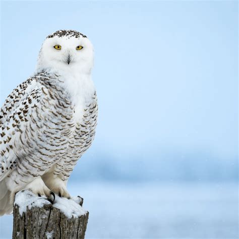 Snowy White Owl Symbolism Meanings: Explained and Analyzed