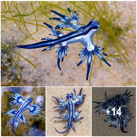 This Blue Sea Dragon ‘Steals’ Venom from Its Prey to Create an Even More Powerful Sting