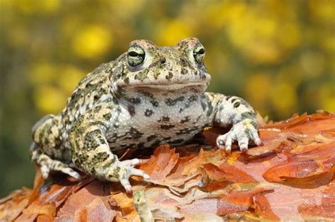 Natterjack Toad – The Herpetological Society of Ireland