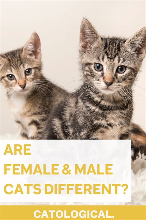 Unraveling the Mysterious Personalities of Male and Female Cats: 10 Products to Help You ...