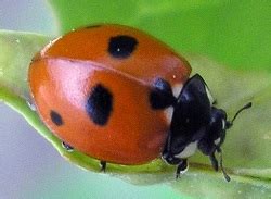 Ladybug in James & the Giant Peach | Study.com