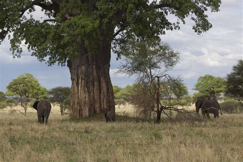 two elephants standing in the grass under a tree