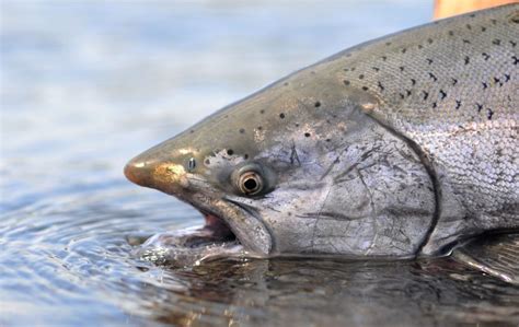 King Salmon - Where to Catch King of the Salmon - King Salmon Alaska