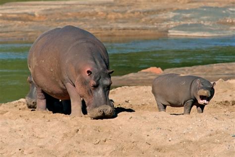 Hippopotamus Habitat - Hippopotamus Facts and Information